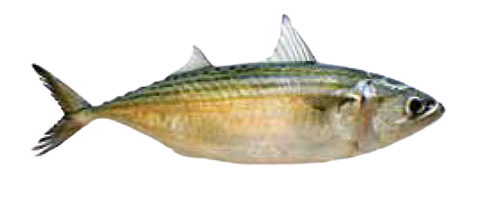 Black Tip Trevally
