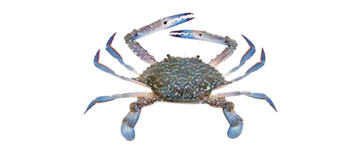 Blue Swimming Crab (Portunus pelagicus)