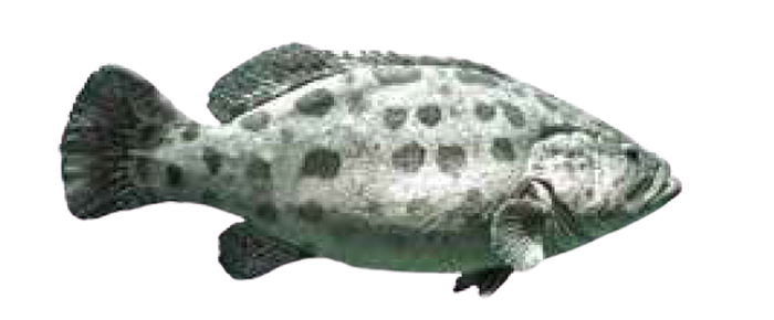 Brown Spotted Grouper