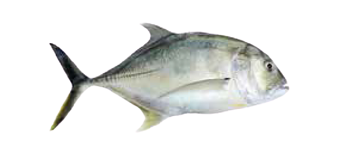 Giant Trevally