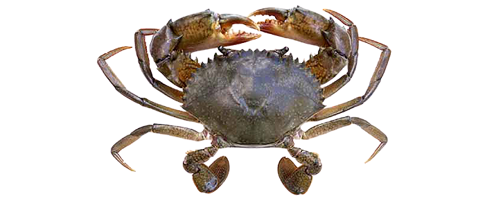 Mud Crab (Scylla serrata)