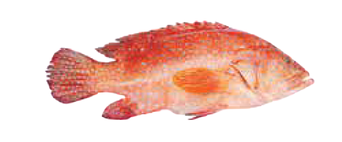 Red Grouper Banded