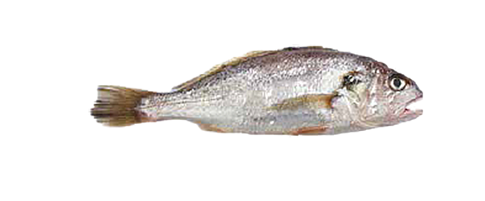 Silver Croaker (Johnius carutta)